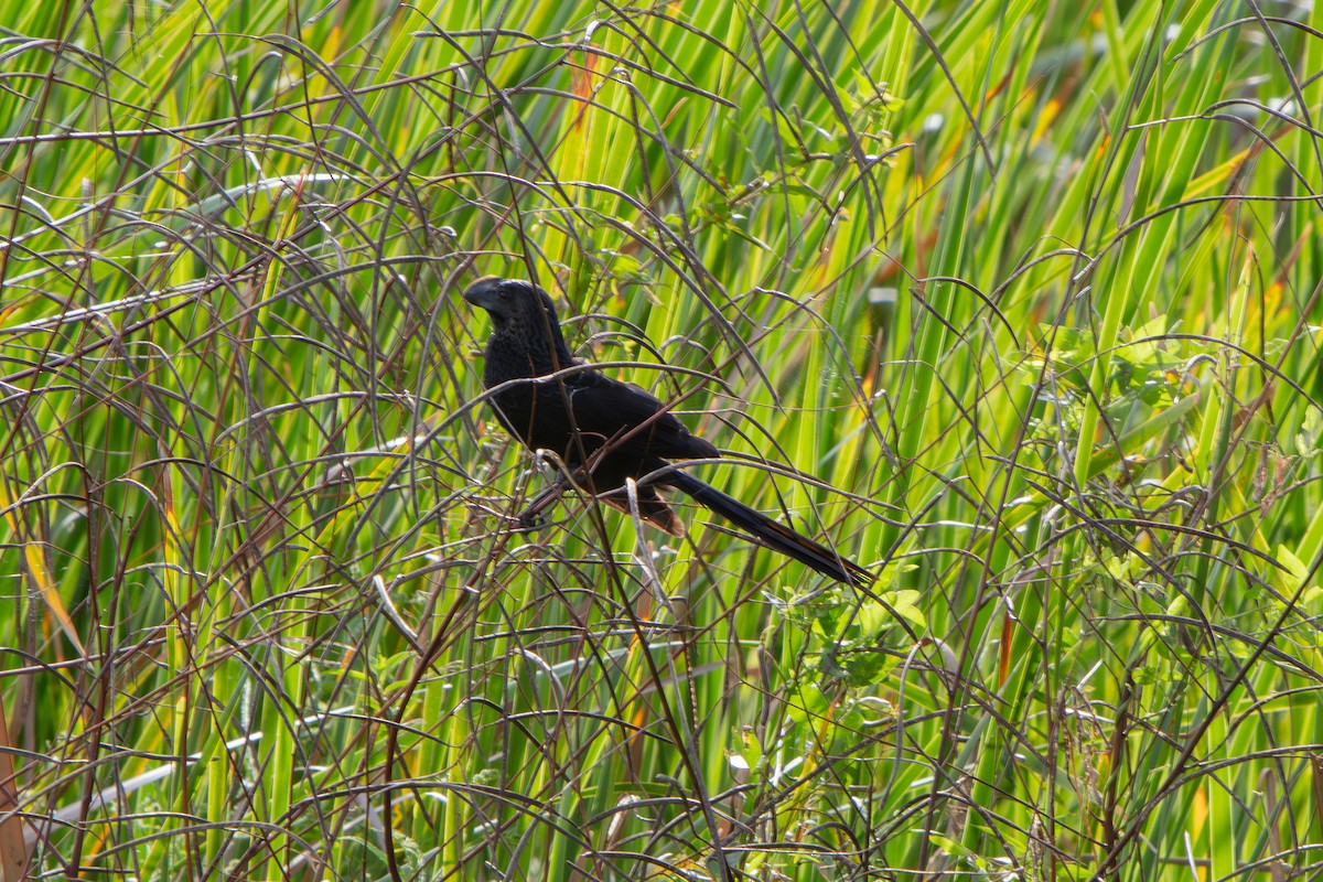 Ani à bec lisse - ML644294796