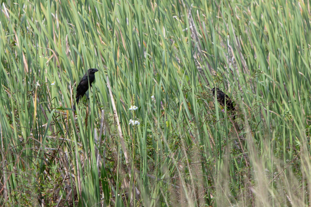 Ani à bec lisse - ML644294797