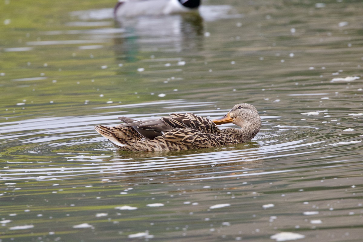 Зэрлэг нугас - ML644294798