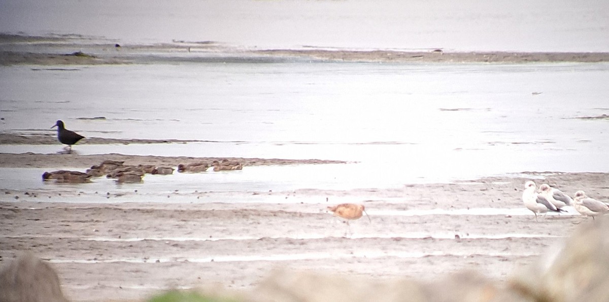 Long-billed Curlew - ML644294799