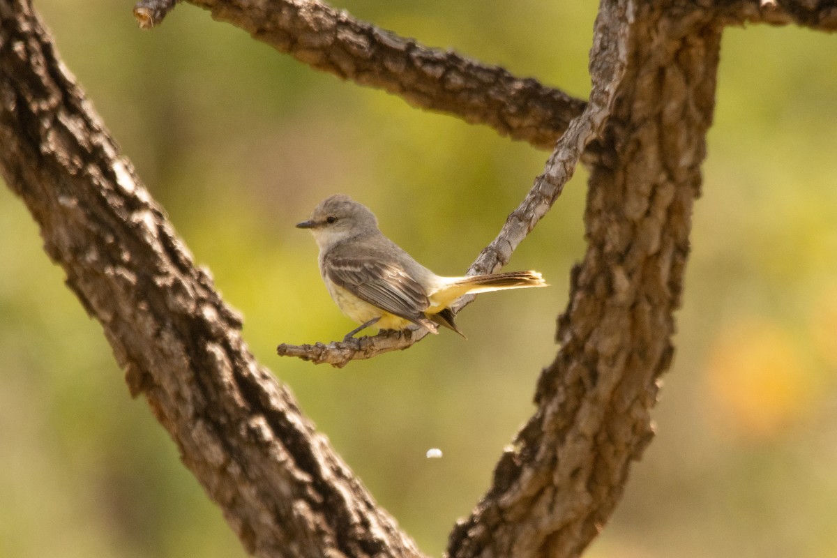 Chapada Flycatcher - ML644294803