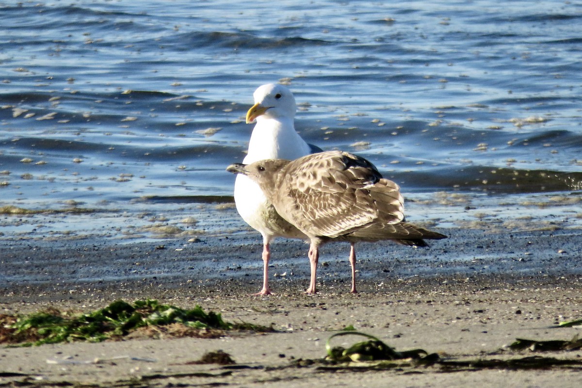 アメリカオオセグロカモメ - ML644294805