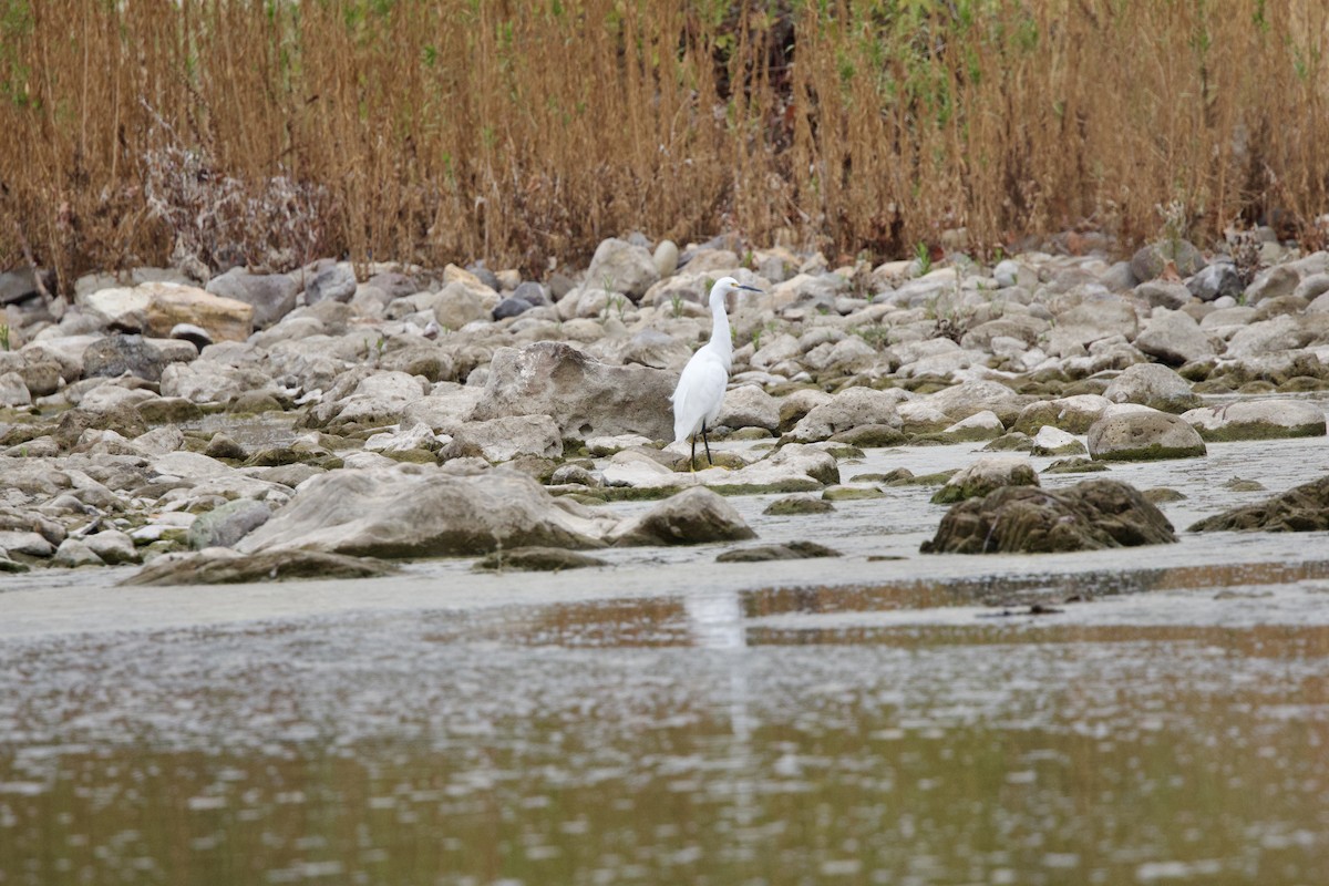 Snowy Egret - ML644294807