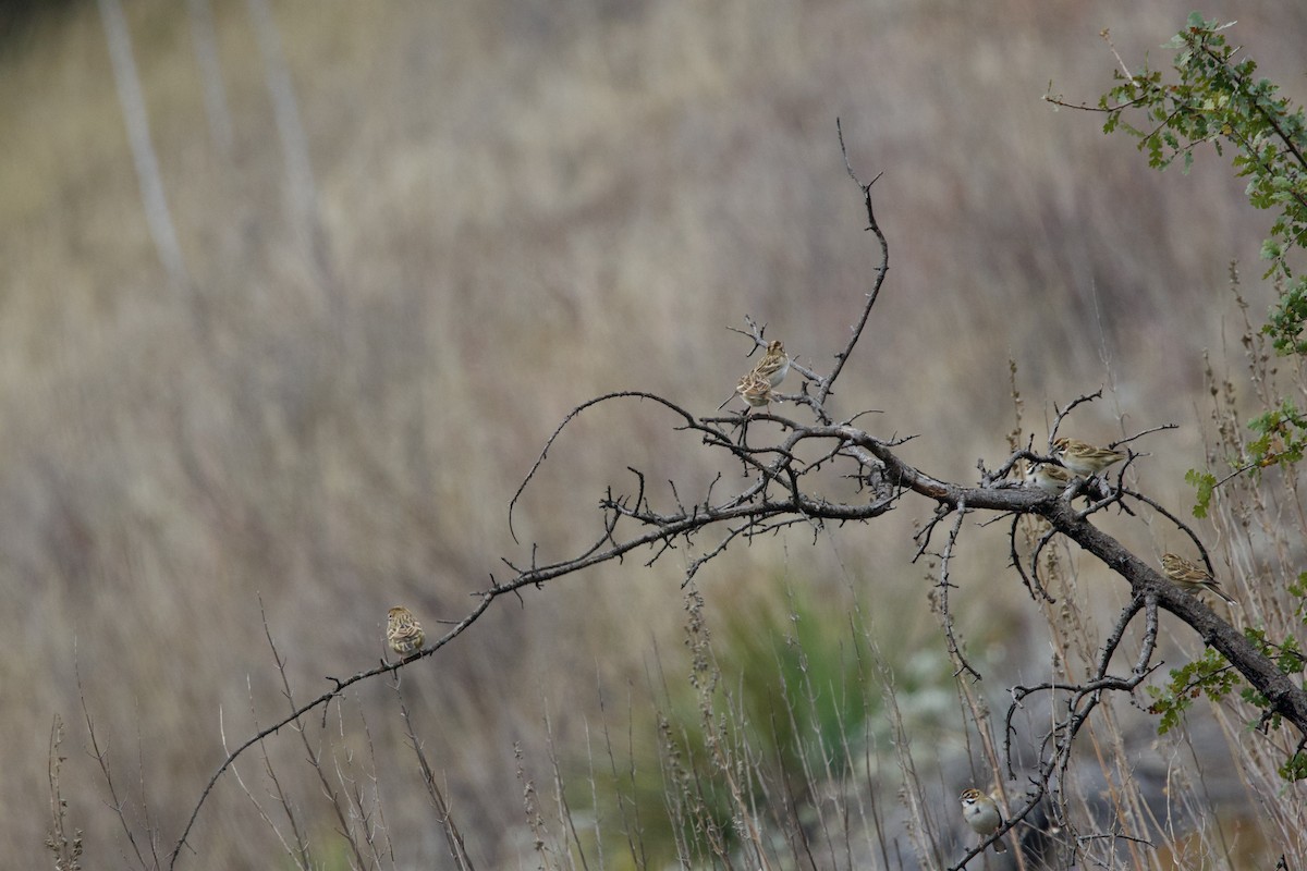 Lark Sparrow - ML644294810