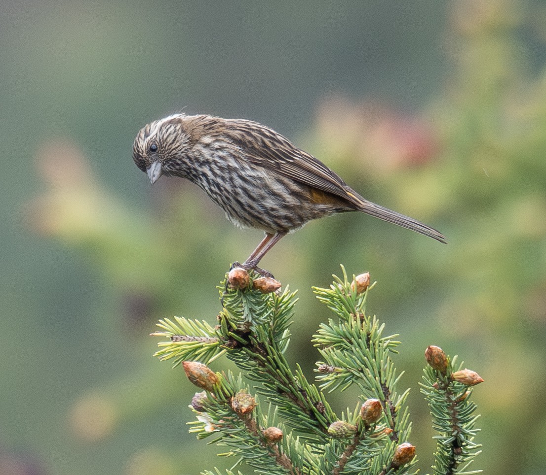 Chinese White-browed Rosefinch - ML644294811