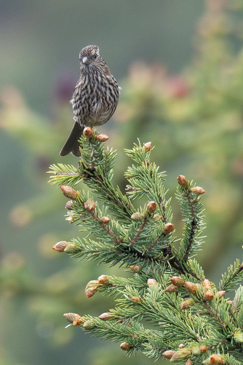Chinese White-browed Rosefinch - ML644294812