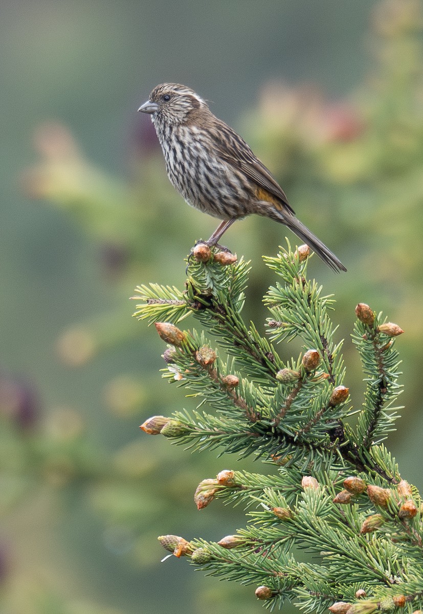 Chinese White-browed Rosefinch - ML644294813