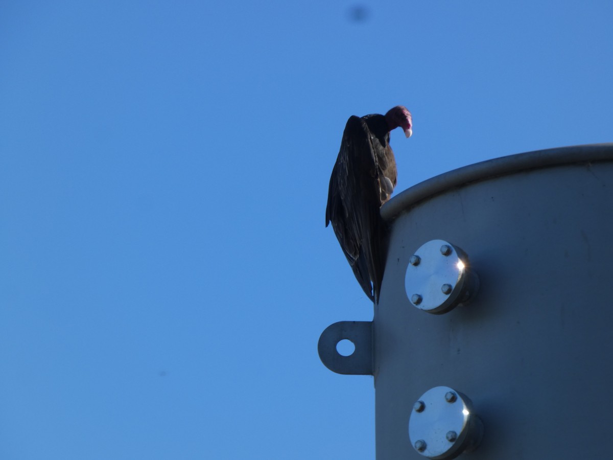 Aura Gallipavo - ML644294816