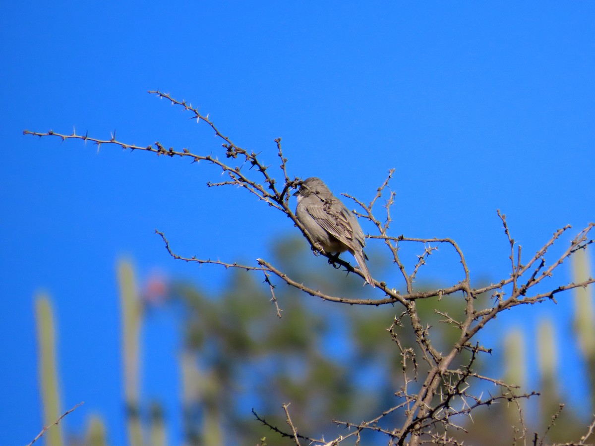 Diuca Finch - ML644294817