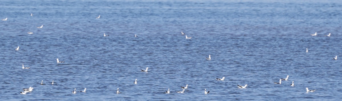 Zankaluze sabelgorria - ML644294822