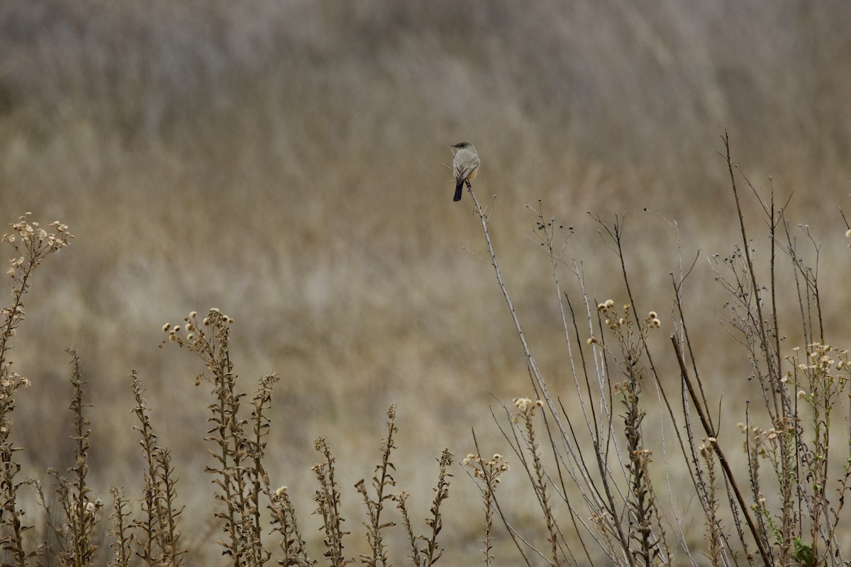 Say's Phoebe - ML644294823