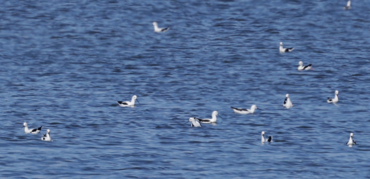 Zankaluze sabelgorria - ML644294825