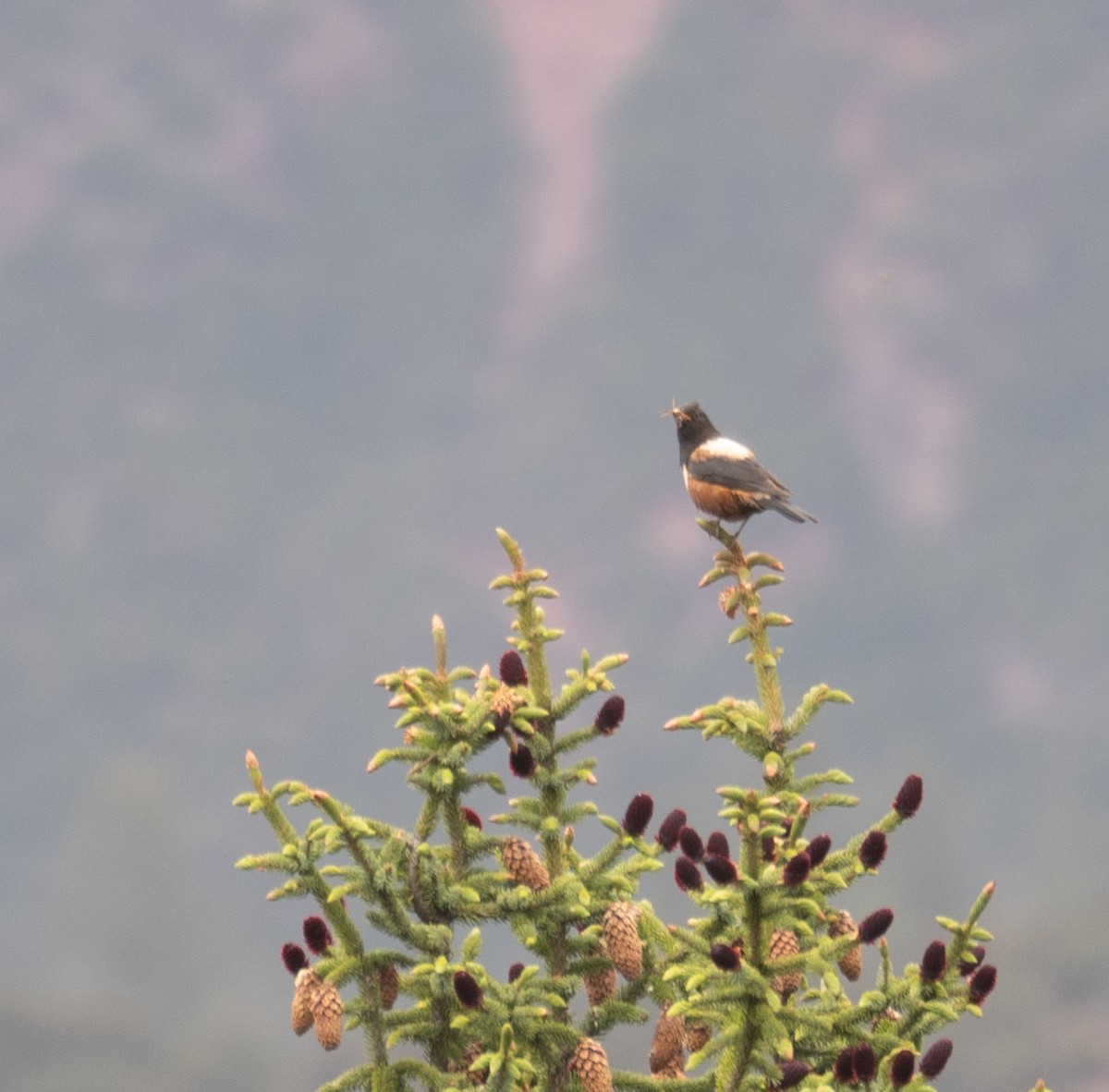 rododendrontrost - ML644294826