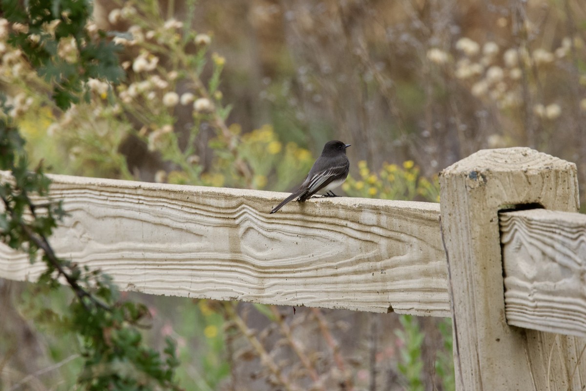 Black Phoebe - ML644294830