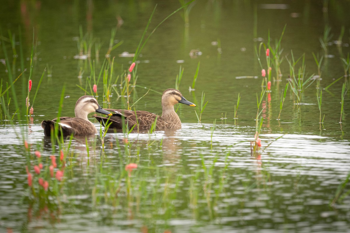 Eastern Spot-billed Duck - ML644294834