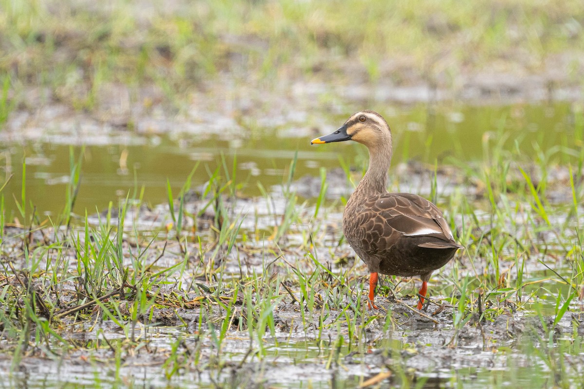 Eastern Spot-billed Duck - ML644294835
