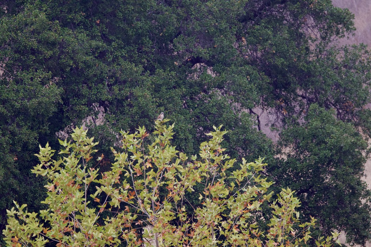 American Kestrel - ML644294836