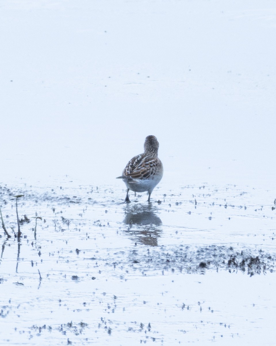 Pectoral Sandpiper - ML644294838