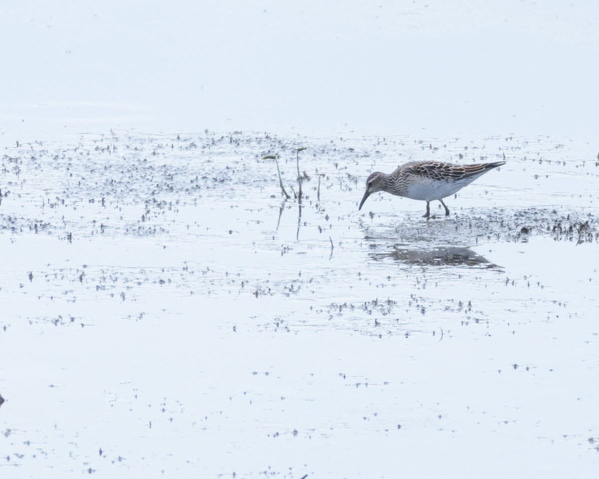 Pectoral Sandpiper - ML644294839