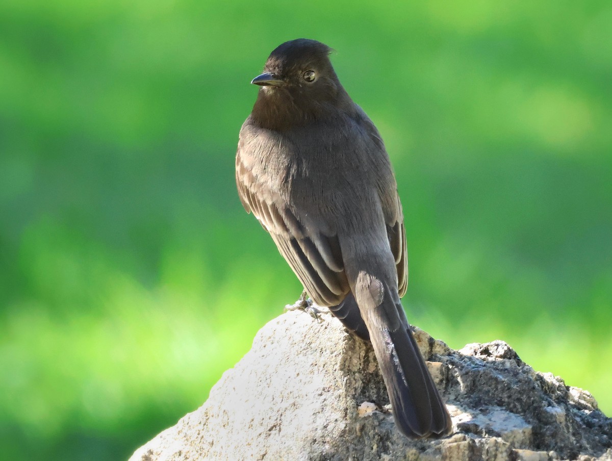 Black Phoebe - ML644294840