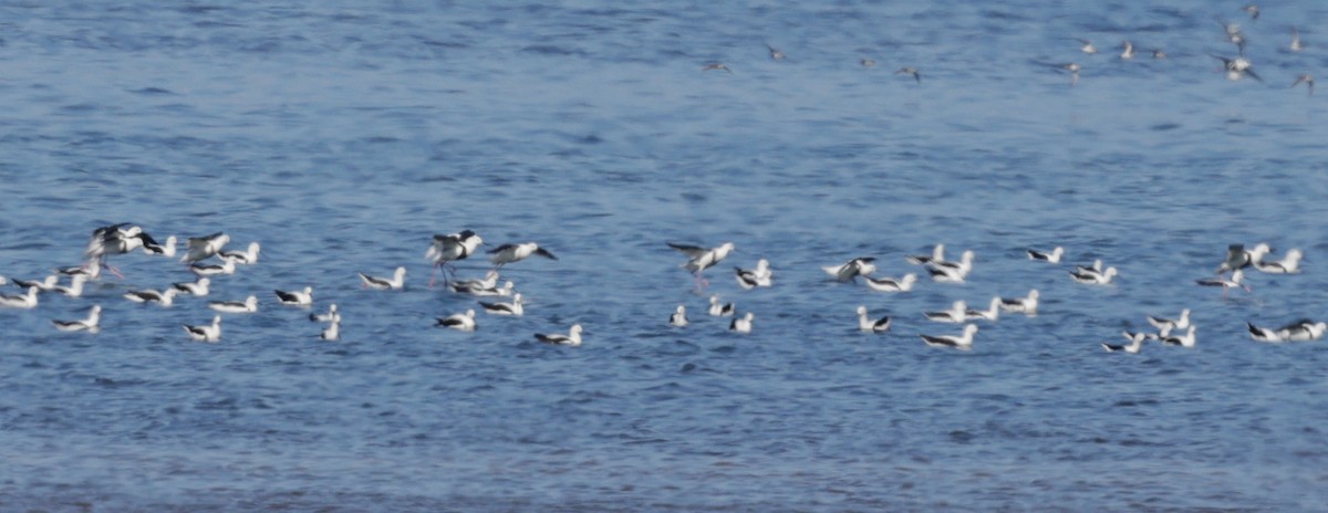 Zankaluze sabelgorria - ML644294844