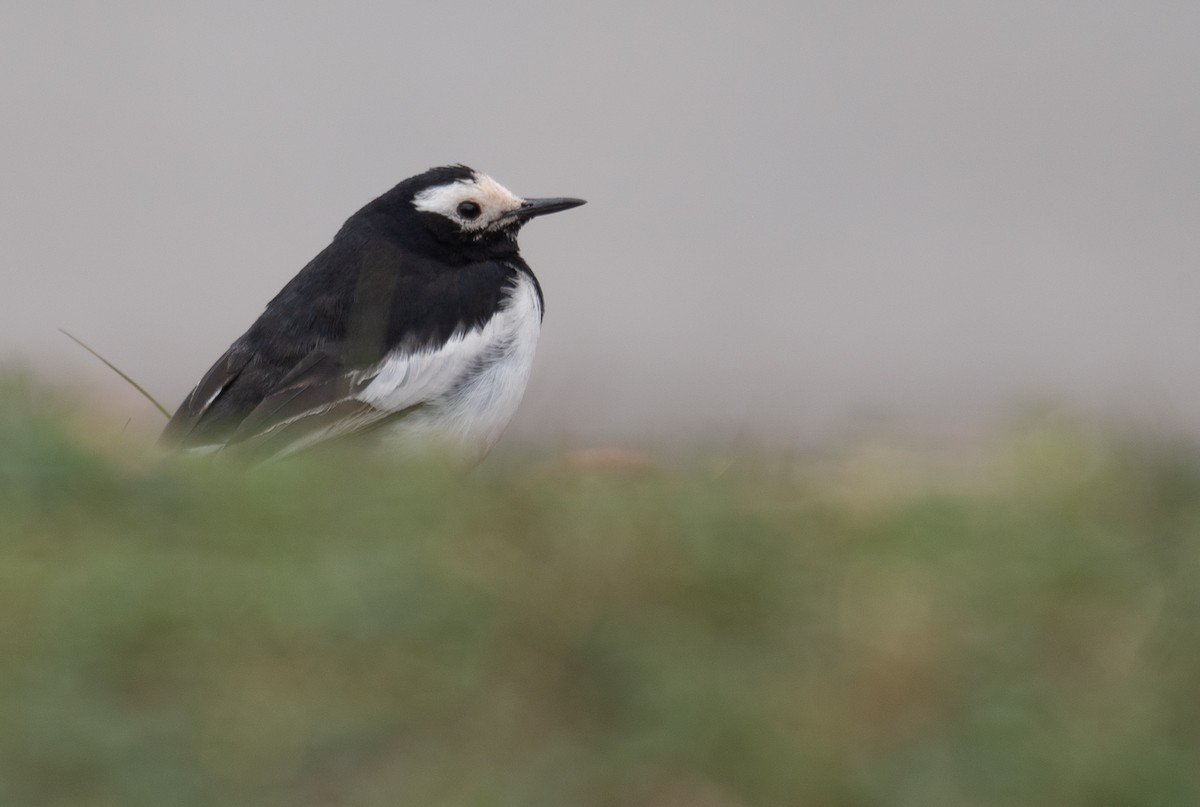 Lavandera Blanca - ML644294848