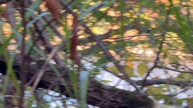 Winter Wren - ML644294850