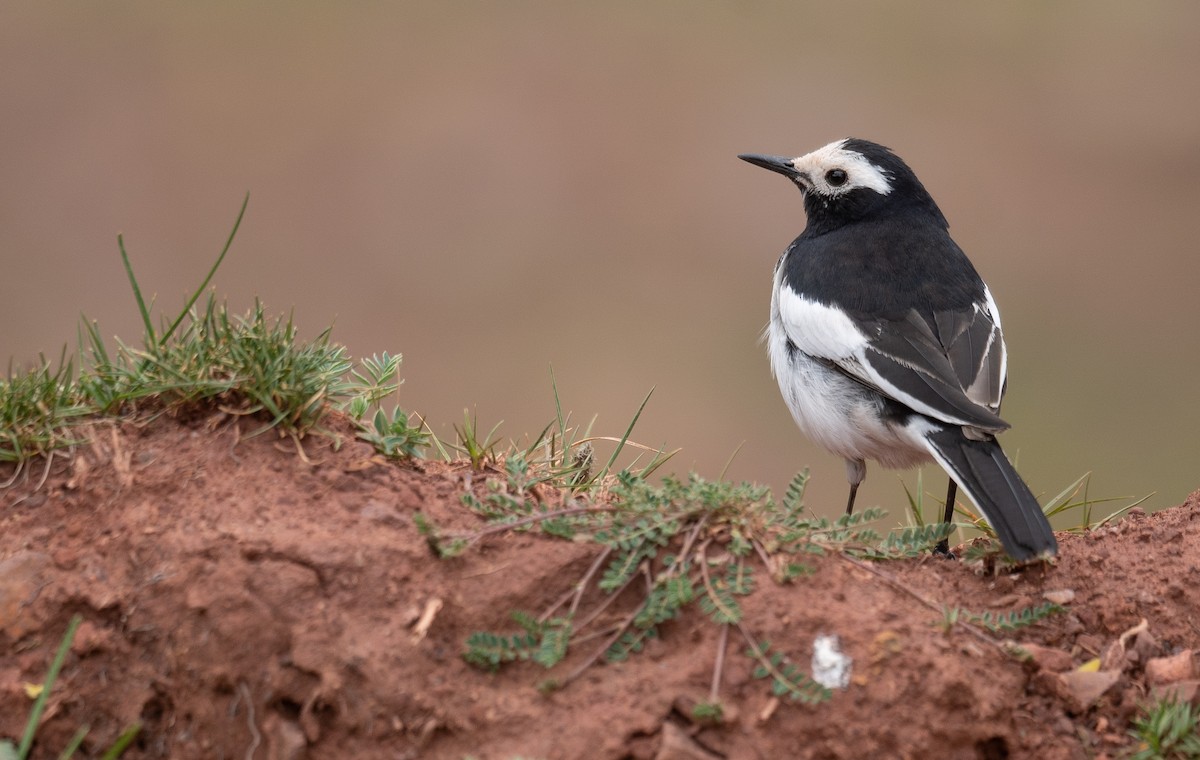 Lavandera Blanca - ML644294851