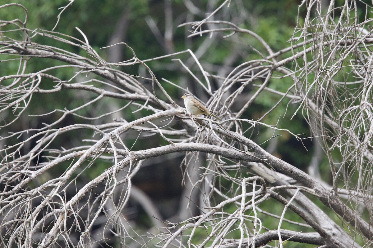 White-crowned Sparrow - ML644294852