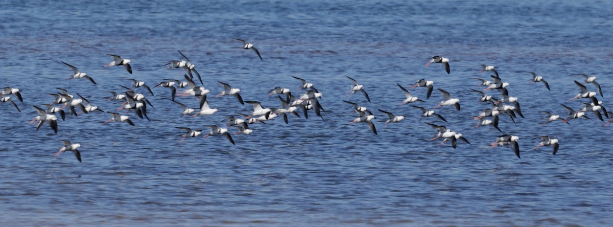 Zankaluze sabelgorria - ML644294853