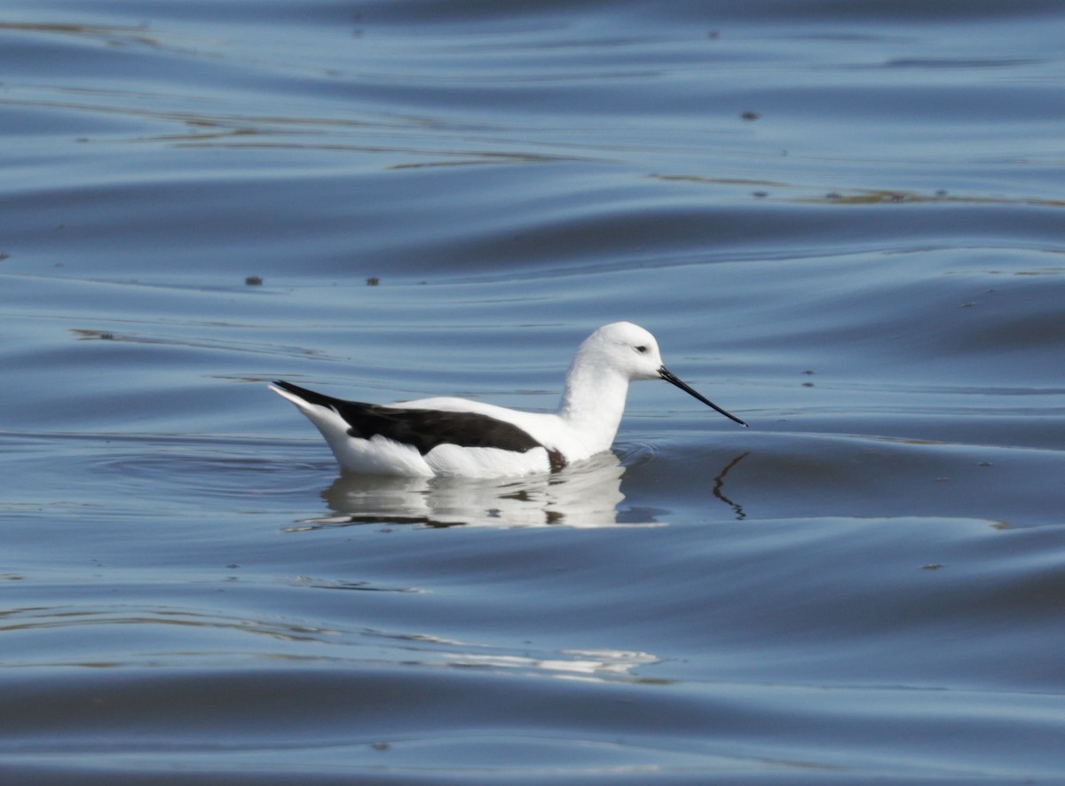 Zankaluze sabelgorria - ML644294857