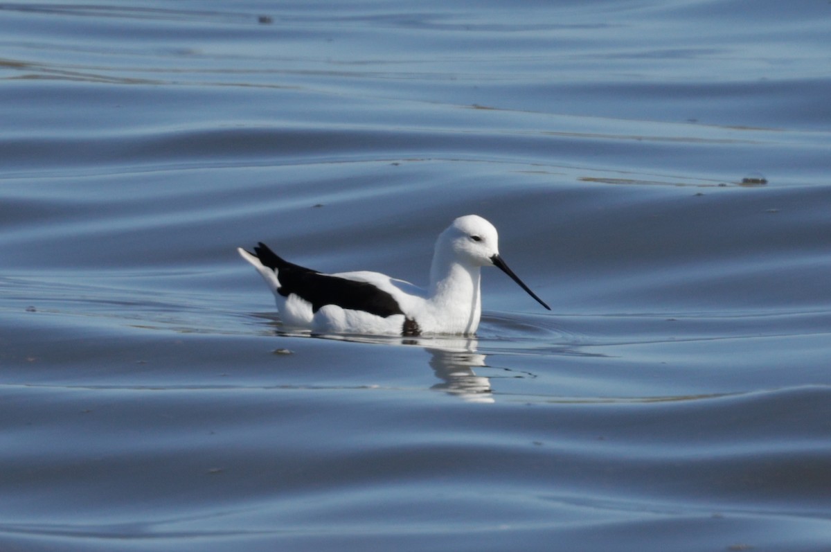 Zankaluze sabelgorria - ML644294858