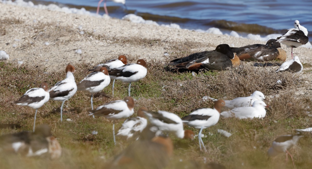 Чоботар австралійський - ML644294871