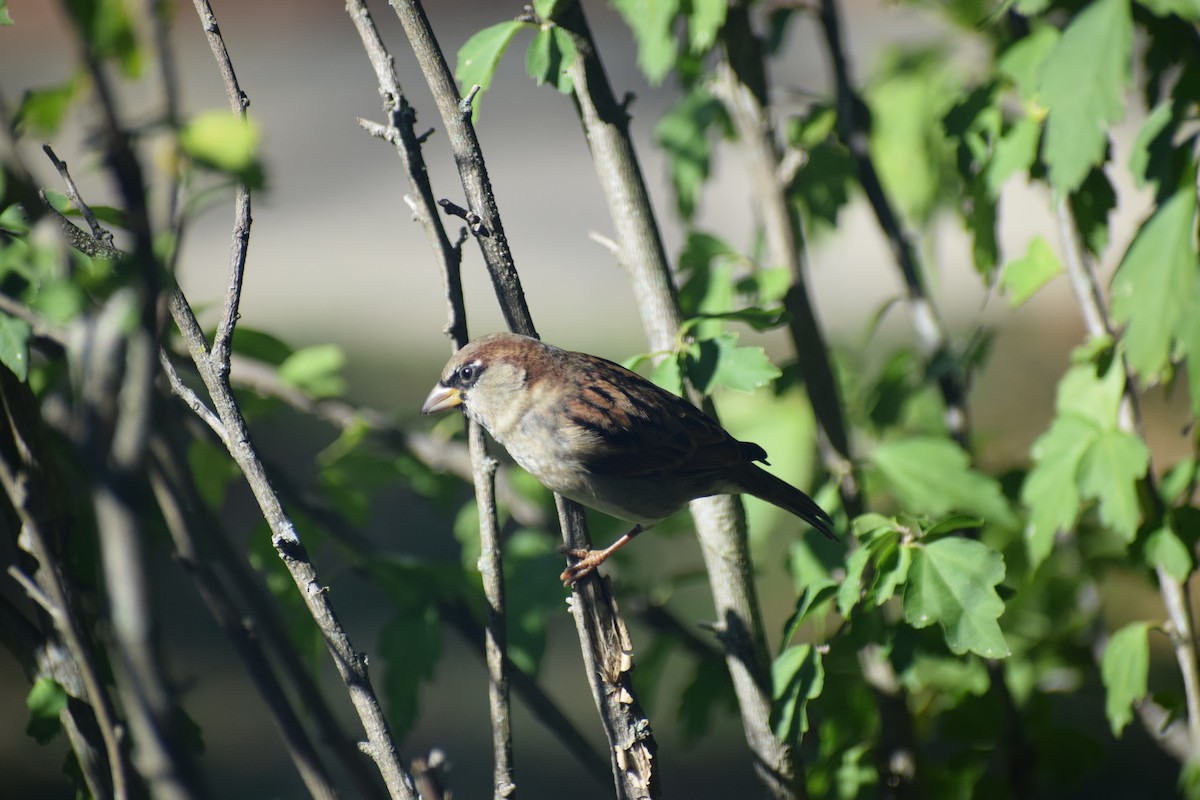 Gorrión Común - ML644294882
