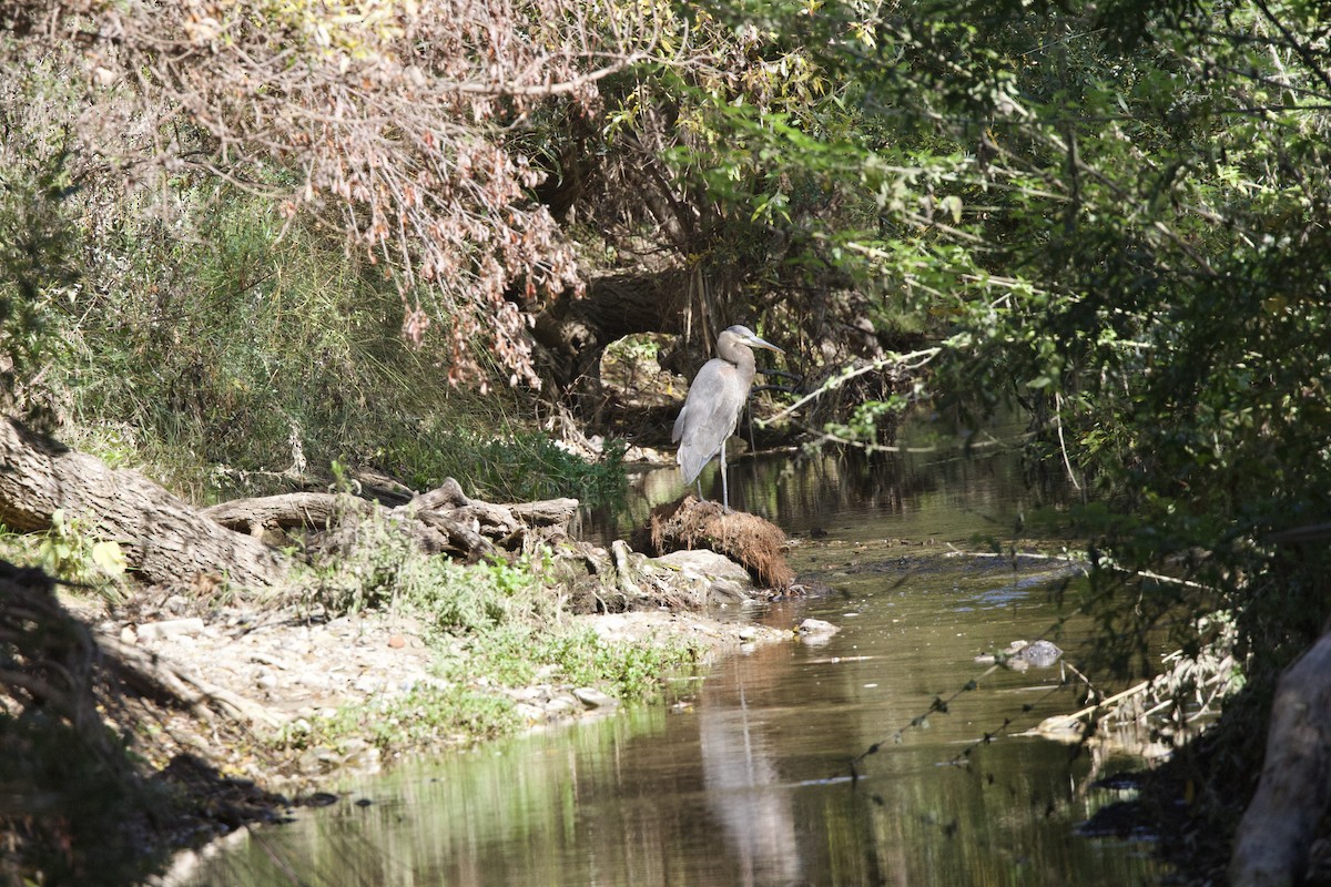 Great Blue Heron (Great Blue) - ML644294883
