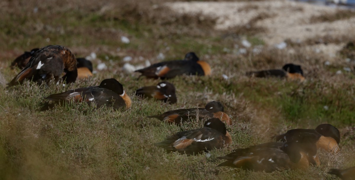 Tadorne d'Australie - ML644294884