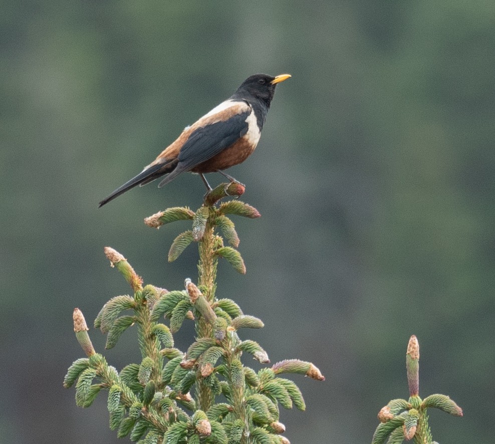 rododendrontrost - ML644294885