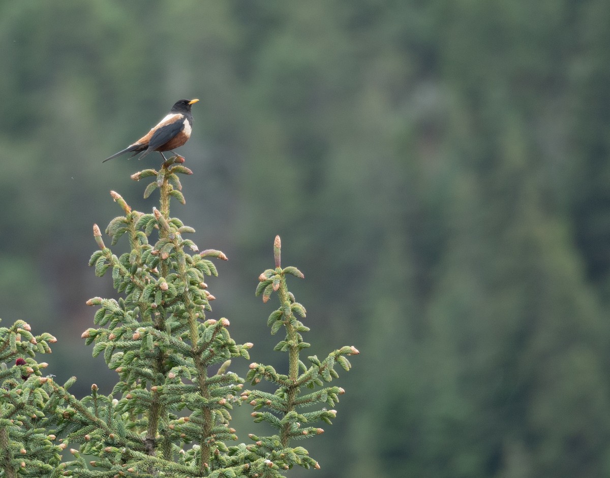 rododendrontrost - ML644294887