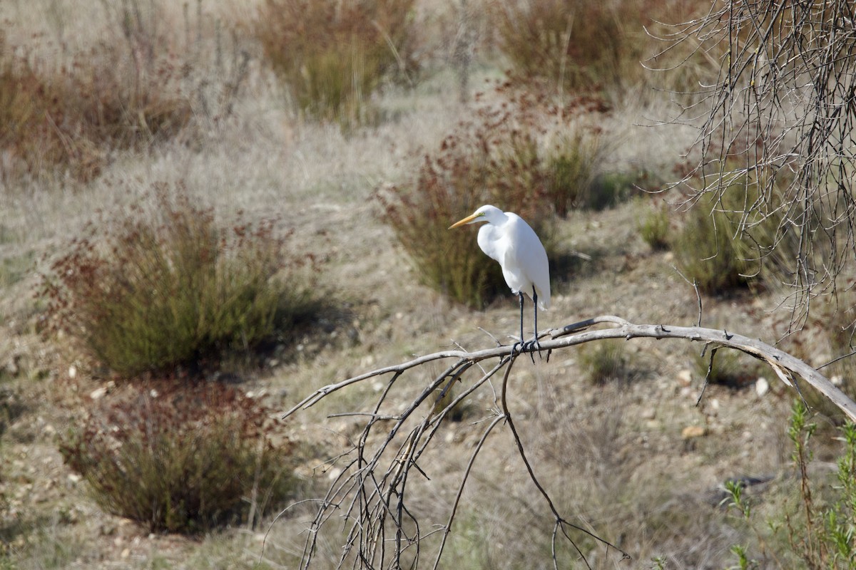 Koartza zuria - ML644294888