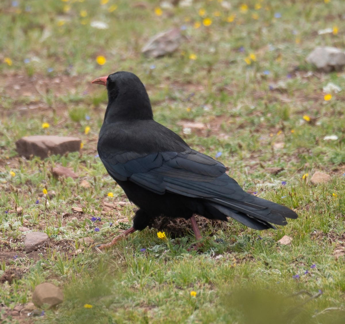 ベニハシガラス - ML644294892