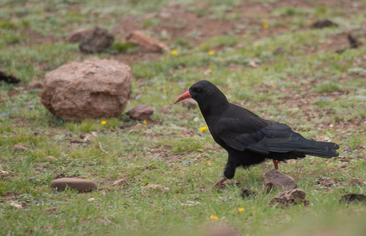 ベニハシガラス - ML644294893