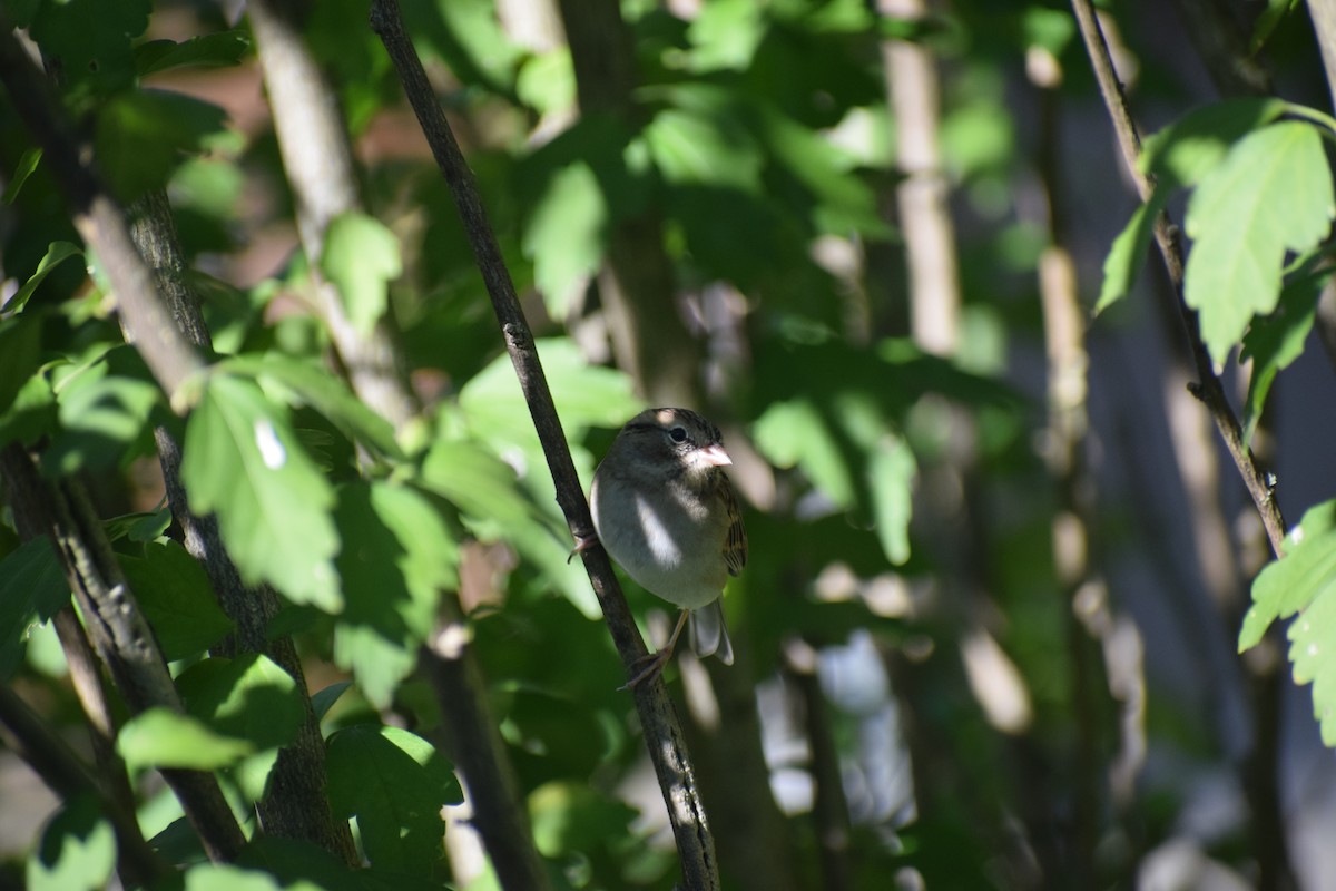 Chingolo Campestre - ML644294894