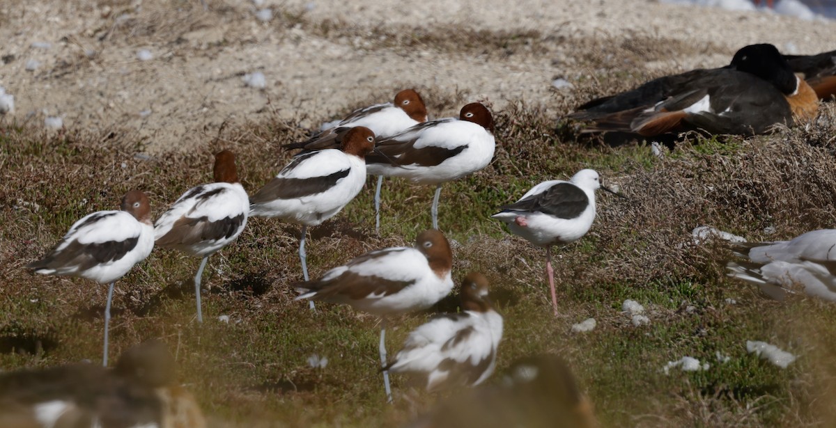 Чоботар австралійський - ML644294898