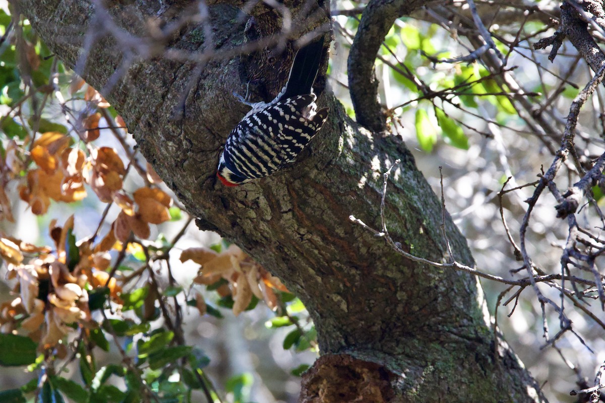 Nuttall's Woodpecker - ML644294900