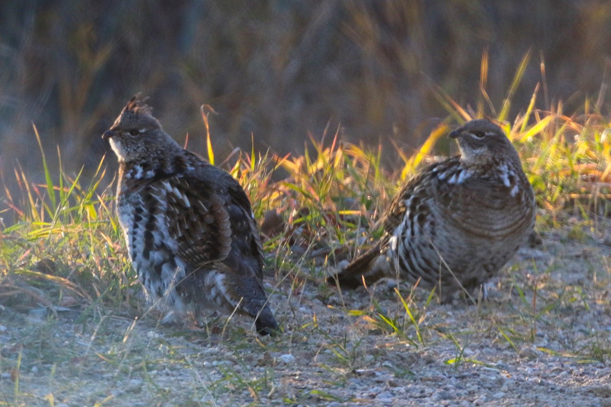 Воротничковый рябчик - ML644294901