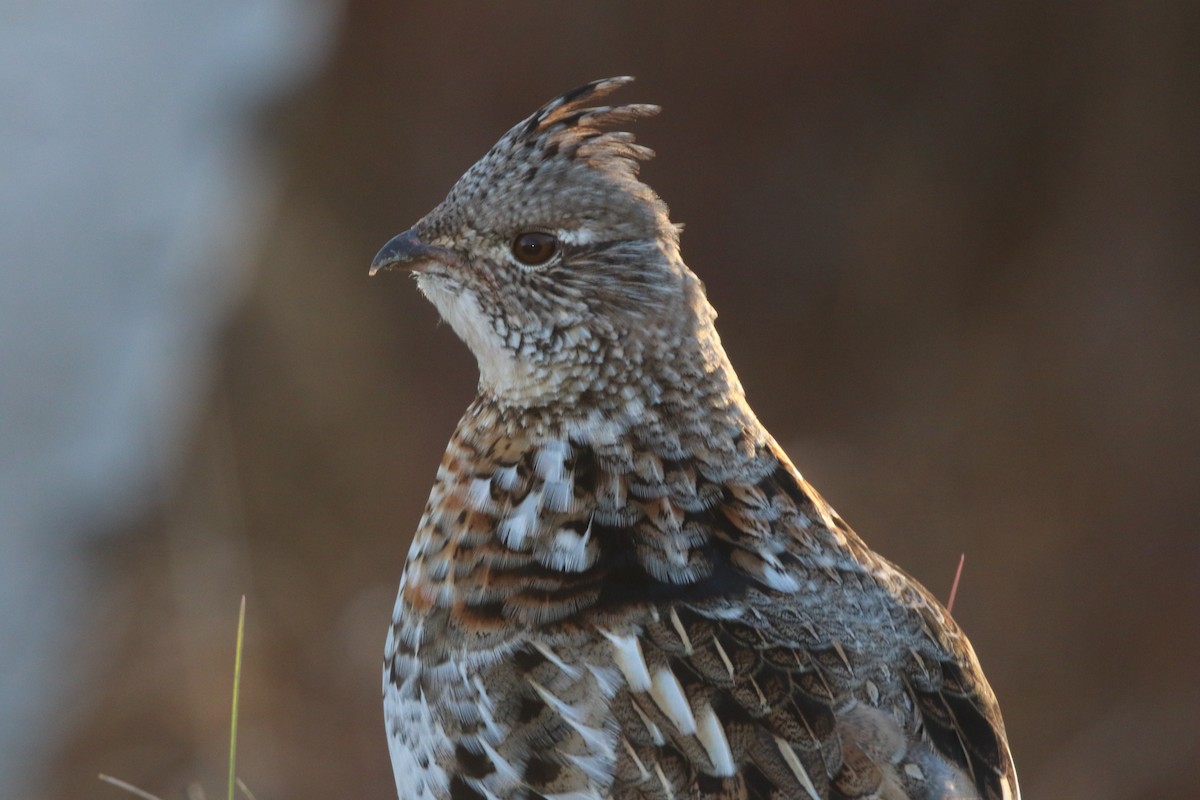 Воротничковый рябчик - ML644294902