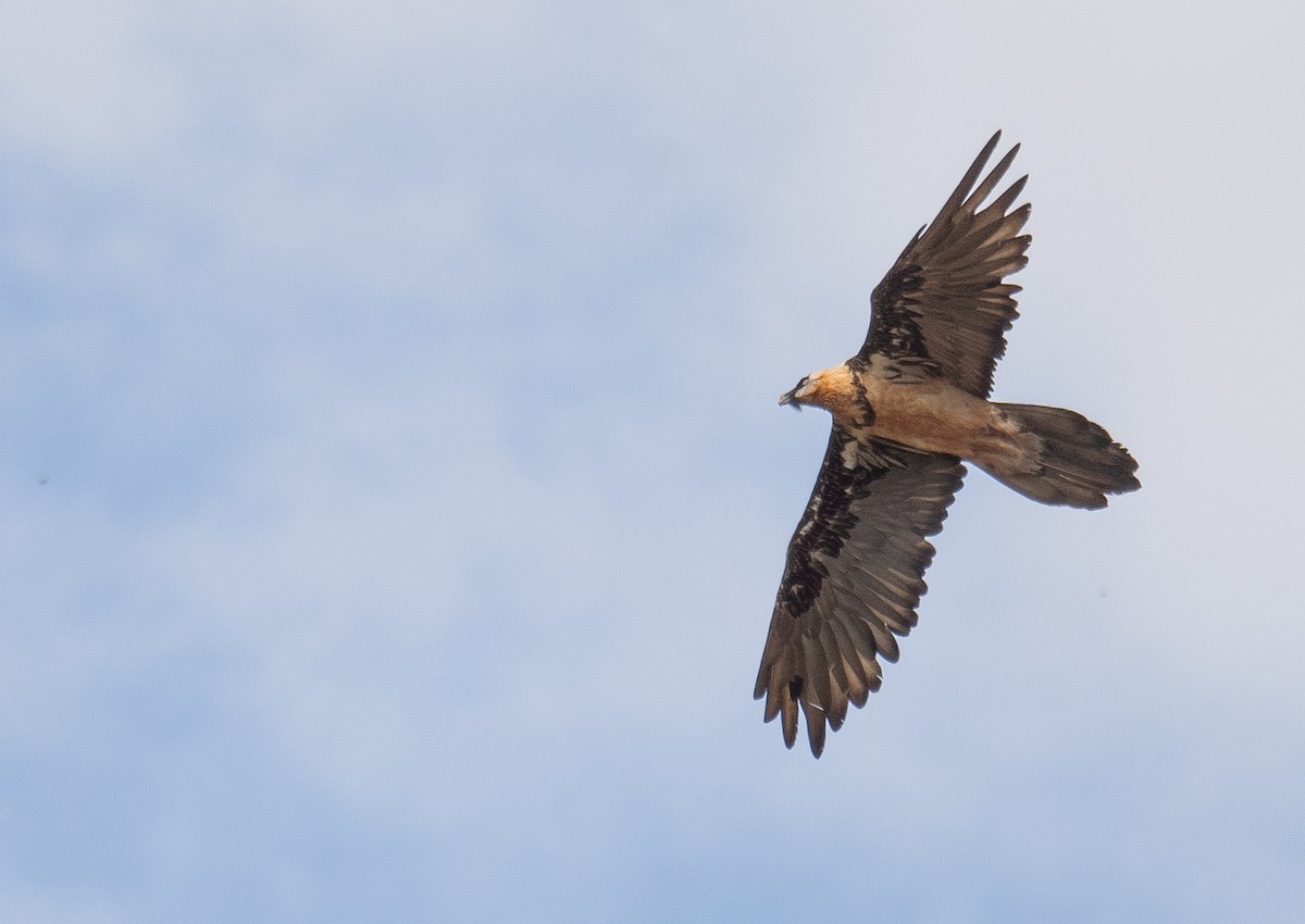 Sakallı Akbaba - ML644294906