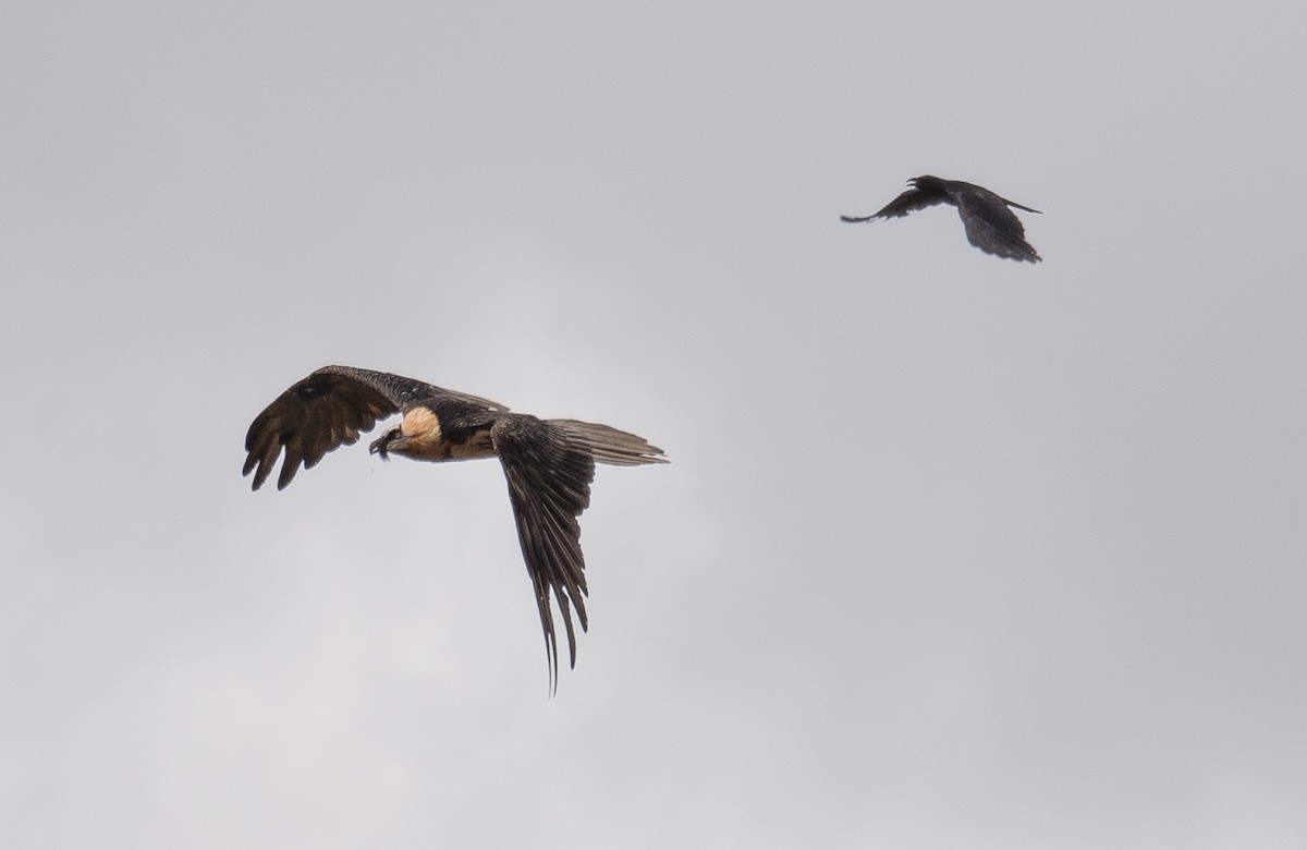 Sakallı Akbaba - ML644294907