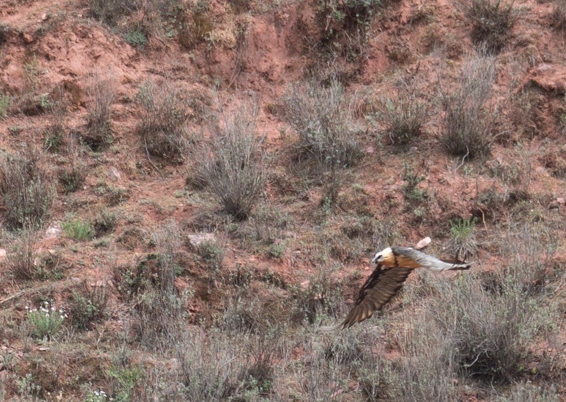 Sakallı Akbaba - ML644294908