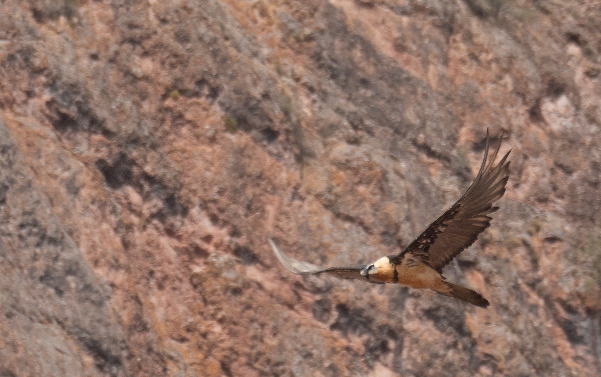 Sakallı Akbaba - ML644294910